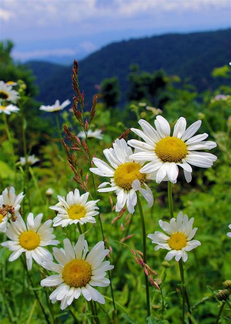 wildflowers along the Blue Ridge Parkway near Asheville, North Carolina ...