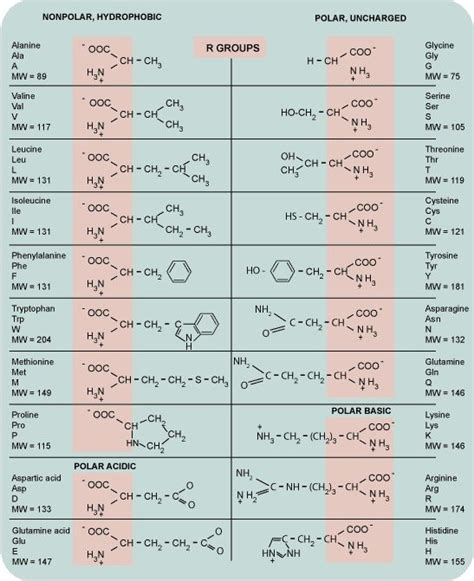 Amino acids chart, handy for any biochem major | Chemistry classroom ...