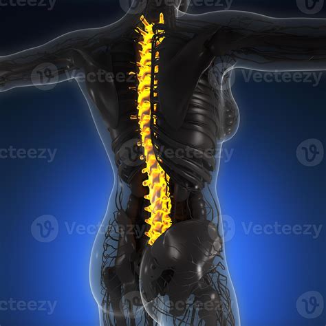 science anatomy of human body in x-ray with glow back bones 5636352 ...