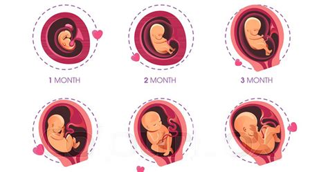 Pregnancy Month By Month - Baby Development