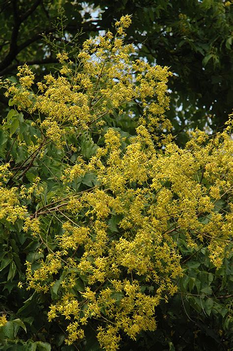 Golden Rain Tree (Koelreuteria paniculata) in Denver Arvada Wheat Ridge ...