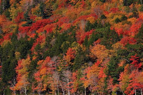 Splendid Fall foliage at peak in Jordan Pond, Acadia Natio… | Flickr