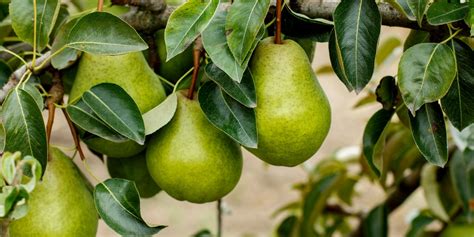 Zone 6 Fruit Trees: A Complete List - GFL Outdoors