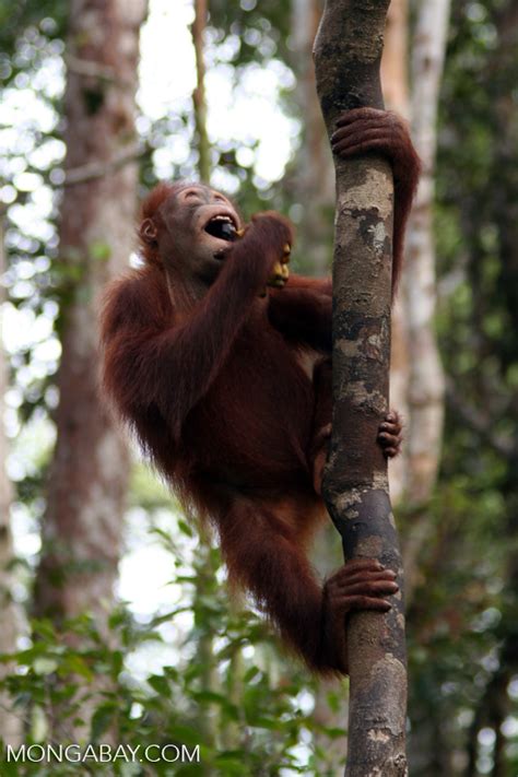 Young orangutan eating a banana while grabbing a woddy liana (Kalimantan, Borneo - Indonesian ...