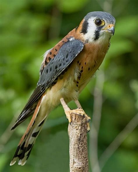 Crécelle d'Amérique du Nord | American kestrel, Kestrel, Birds of prey