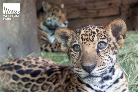 Jaguar cubs now on exhibit