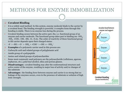 Immobilized Enzymes, Immobilization Techniques, Examples - Biochemical | PPT | Free Download