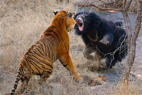 Tiger Vs Sloth Bear fight natural history moment captured in the Tadoba National Park