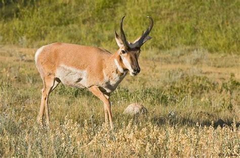 Custer State Park Wildlife Page