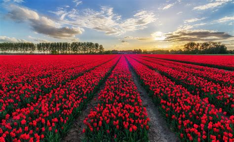 Picture Belgium Red Tulips Fields flower Many