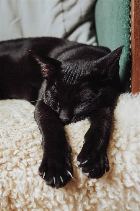 Sleeping Black Cat | Stocksy United