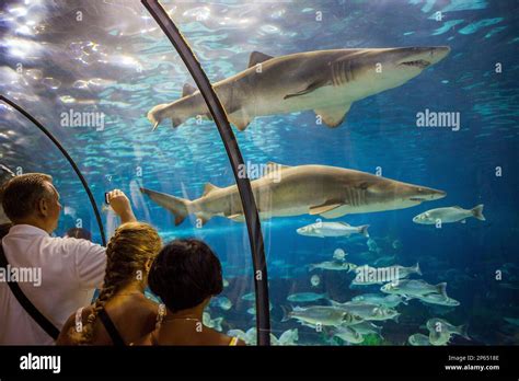 sharks, underwater tunnel in an aquarium, L'Aquarium, Moll D'Espana ...