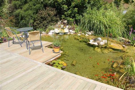 Goldfish-feature | Goldfish pond, Natural pool, Pond