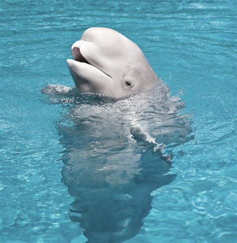 Newstories: Beluga Whale