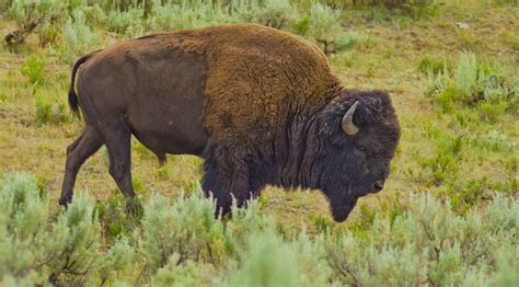 Journeys With Judy: Yellowstone NP and Lake Hebgen Camping