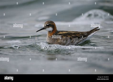 Swimming male Red-necked Phalarope in breeding plumage Stock Photo - Alamy