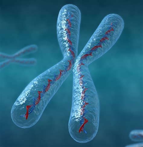 Chromosomes 3D Model