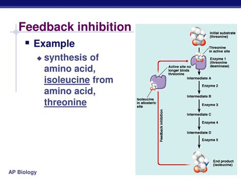 Feedback Inhibition Definition Example And A Brief