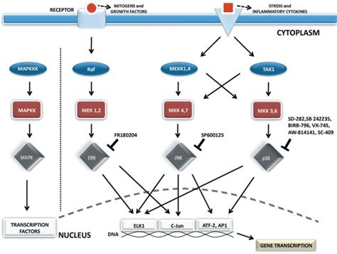 MAPK pathway: The three main sub-families of mitogen-activated protein... | Download Scientific ...