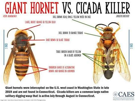 New Haven scientists: Large ‘cicada killer’ wasp is not a ‘murder ...