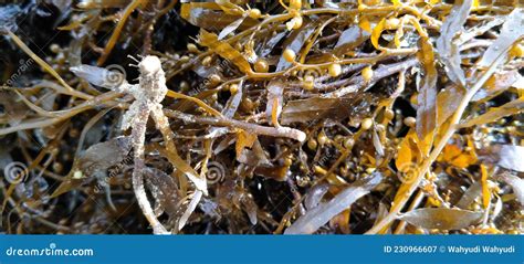 Brown Seaweed by Fishermen on the Beach Stock Image - Image of branch ...