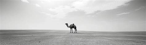 Premium Photo | Black and white of a camel in the desert with sky background Panorame view ...