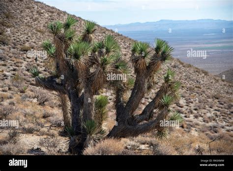 Mojave desert plants hi-res stock photography and images - Alamy