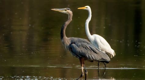 A Bird Family Called Ardeidae • Into the Light Adventures Bird Photography