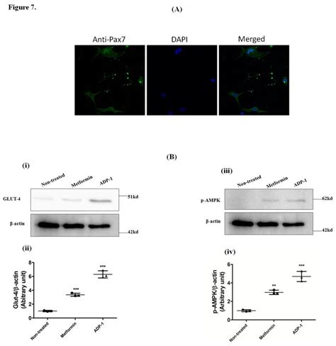 (A) Staining of primary myoblast culture for Pax7. Primary myoblast ...