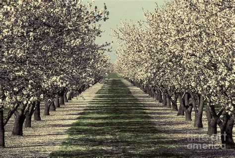 Almond Orchard In Bloom Photograph by Ron Sanford