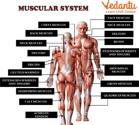 Muscular System for Kids - Learn Definition, Facts & Examples