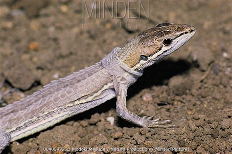 Japanese Grass Lizard stock photo - Minden Pictures