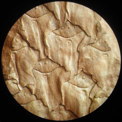 Lepidodendron - Members Gallery - The Fossil Forum