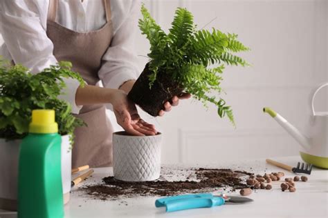 How to Propagate Boston Ferns (3 Methods to Try) - The Practical Planter