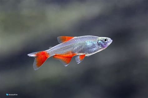 Bloodfin Tetra Expert Care Guide & Tank Set Up For Beginners