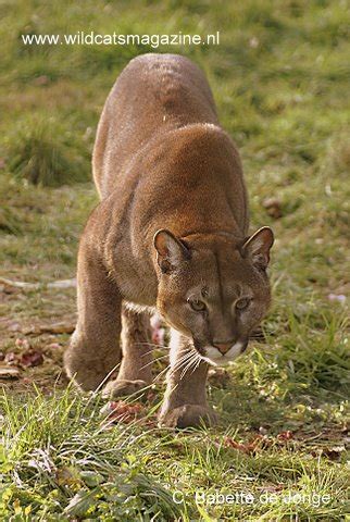 Cougar (Puma concolor) - Wild Cats World