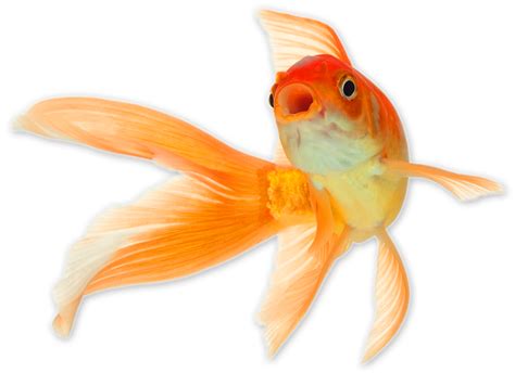 Goldfish PNG Transparent Images, Pictures, Photos | PNG Arts