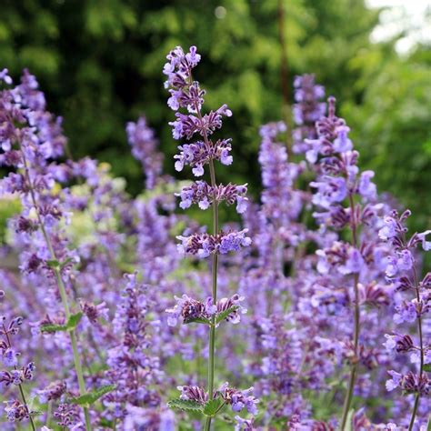 Catmint seeds - Nepeta mussinii - 750 seeds – Garden Seeds Market | Free shipping