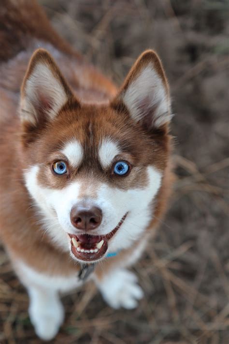 Alaskan Klee Kai