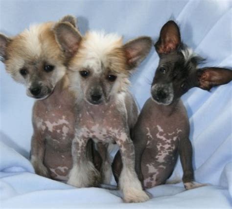 The Genetics of the Chinese Crested | hubpages