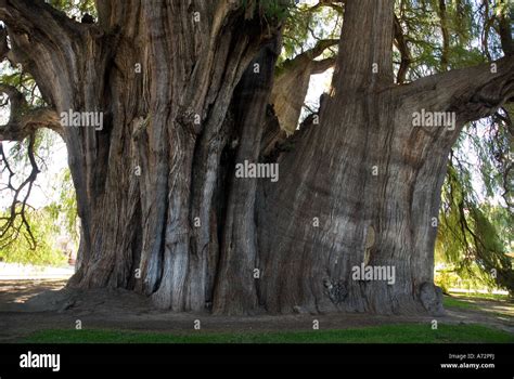 The Tule Tree - Oaxaca - Mexico Stock Photo - Alamy