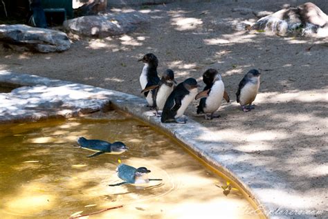 Adelaide Zoo | The Nomadic Explorers | Australian Travel Blog