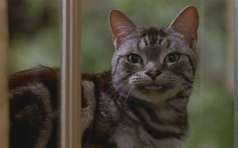 Stuart Little (1999) - Cinema Cats