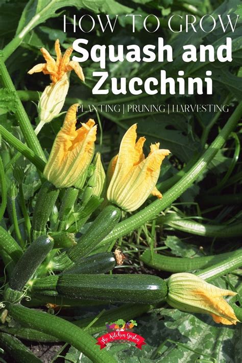 How to Grow Squash and Zucchini | Growing squash, Summer vegetables garden, Vegetable garden for ...