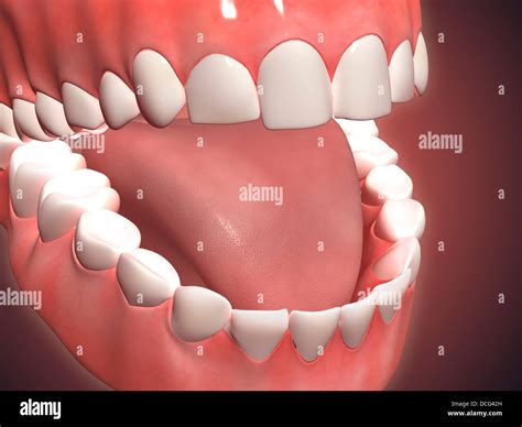 Medical illustration of human mouth open, showing teeth, gums and tongue Stock Photo - Alamy