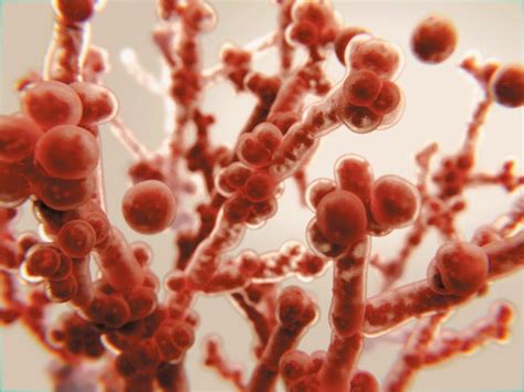 Deadly Fungi Are the Newest Emerging Microbe Threat All Over the World - Scientific American