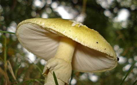 British Fungi - Death Cap - Amaniti phalloides | Deadly Pois… | Mick Talbot | Flickr