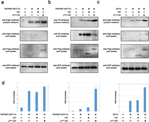 Enhanced secretion of Fc-fusion proteins and monoclonal antibodies. (a)... | Download Scientific ...