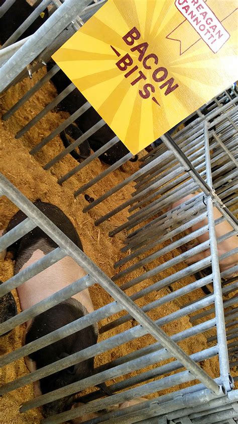 Quick look at livestock exhibit (pigs) at Clay County Fair