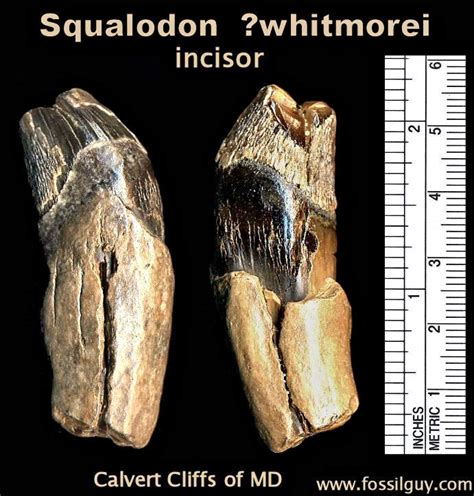 Fossilguy.com: Squalodon - The Shark Toothed Whale - Facts Information about the Prehistoric Whale